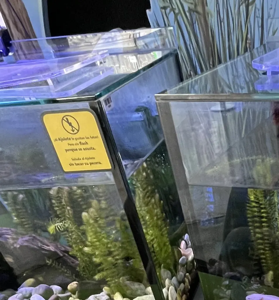 Peceras de ajolotes en el Papalote Museo del Niño con plantas acuáticas, piedras y un letrero amarillo que pide no usar flash ni tocar la pecera