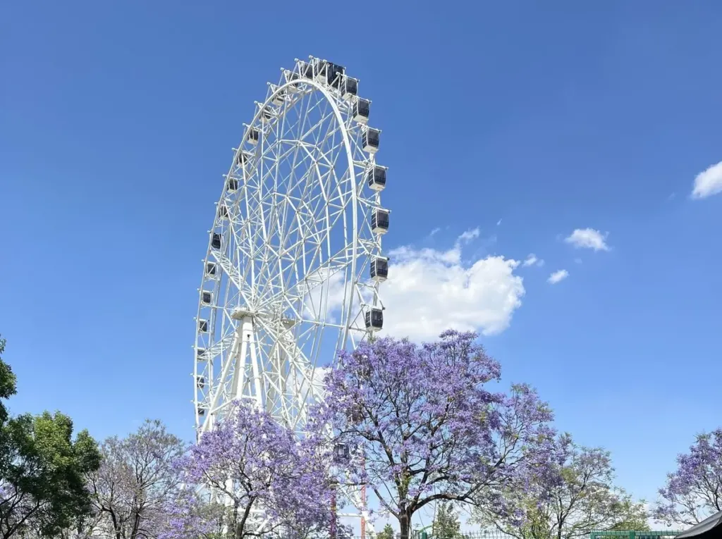 Rueda de la fortuna Aztlán 360 blanca contra el cielo azul con jacarandas moradas en flor al frente, en la Segunda Sección de Chapultepec